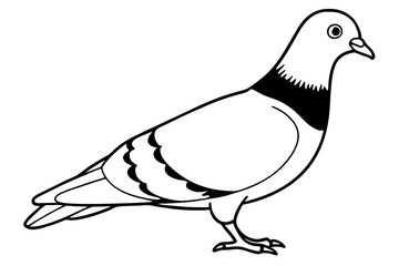 pigeon line art silhouette vector illustration