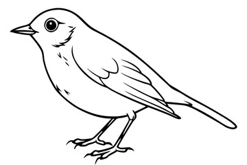 robin bird line art silhouette vector illustration