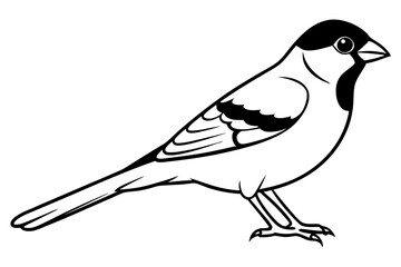 sparrow line art silhouette vector illustration