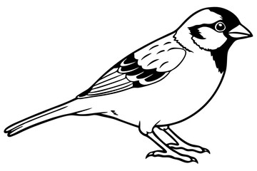 sparrow line art silhouette vector illustration