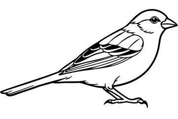 sparrow line art silhouette vector illustration