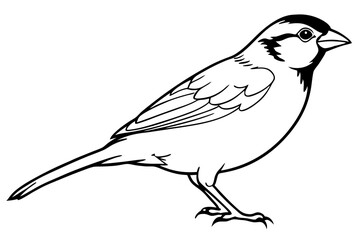 sparrow line art silhouette vector illustration