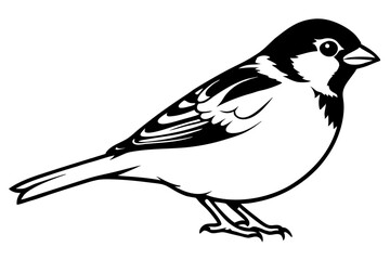 sparrow line art silhouette vector illustration
