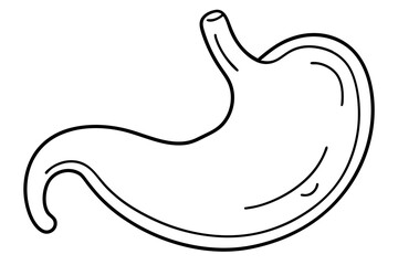 stomach line art silhouette vector illustration