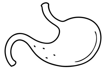 stomach line art silhouette vector illustration