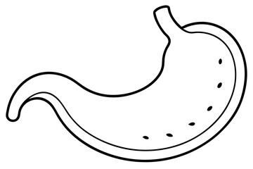 stomach line art silhouette vector illustration