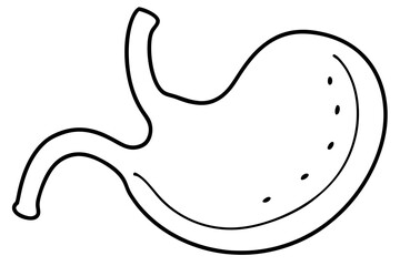 stomach line art silhouette vector illustration