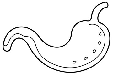stomach line art silhouette vector illustration