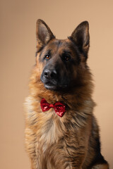 A stunning portrait of a German Shepherd with vibrant coat, set against a soft beige background, showcasing the dog's striking features and elegance.