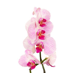 Isolated orchid without background.