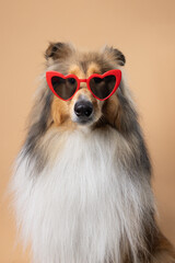 A portrait of a long-haired Collie on a beige background, wearing pink glasses and giving a playful...