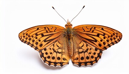 silver washed fritillary butterfly isolated on white background