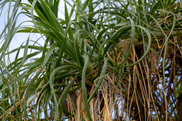 Closeup of leaves of  elephant's foot (Nolina recurvata) in a park in Madeira