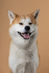 A beautiful Akita Inu with a fluffy white and orange coat sits against a warm beige background, smiling happily with its tongue out.