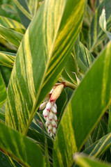 Closeup of leaves and flowers shell ginger plant (Alpinia zerumbet 'Variegata') in a park in Madeira
