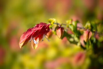 Red bracts of shrimp plant (Justicia brandegeeana) in a park in Madeira