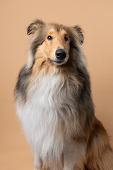 A cute studio portrait of a long-haired Collie with a playful gaze and a funny face, capturing its charming and cheerful expression