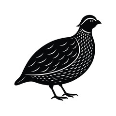 Wild quail silhouette vector illustration
