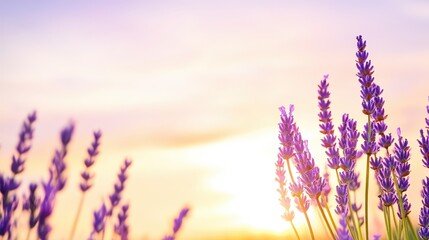 Obraz premium Lavender Flowers Illuminated By The Golden Sun'S Glow.