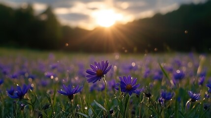 Fototapeta premium Sunset over a field of vibrant purple wildflowers