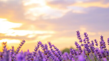 Fototapeta premium Lavender Field Under The Glowing Golden Sunset