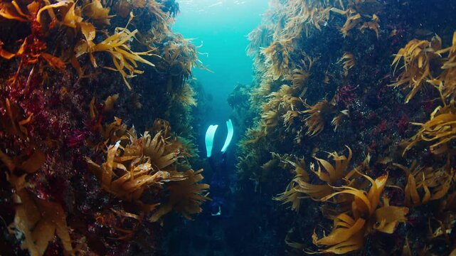 Arctic freediving. Woman freediver in blue wetsuit dives underwater in the cold sea among the seaweed. Barents Sea freediving in Arctic region