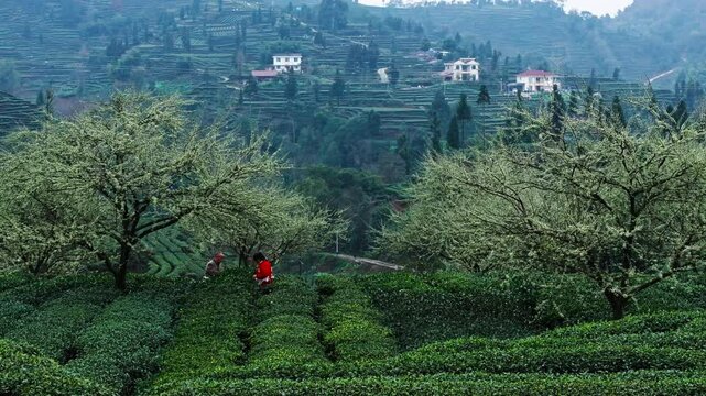 farmer picking spring tea bud in the green tea field at Sichuan mountain with plum flowers blooming