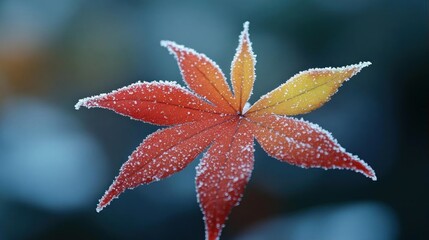 Frozen Maple Leaf Autumn Winter Nature Beauty