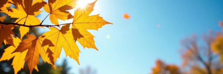 Obraz premium Sunlit yellow leaves against a vibrant blue autumn sky, ample copy space , blue, outdoor, photography