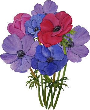 watercolor anemone flowers bouquet, colorful clip art preview