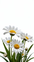 Obraz premium A perennial plant with white or yellow flowers, often used in floral arrangements