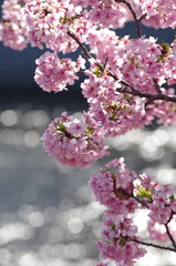 満開の河津桜ときらめく水