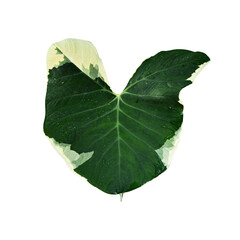 heart shape of green leave isolated on white