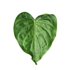 heart shape of green leave isolated on white