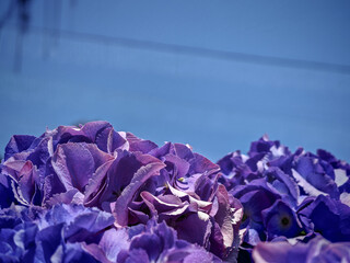 - March 20, 2025 : Vintage purple flowers bloom, petals detailed up close, bright daylight, clear...