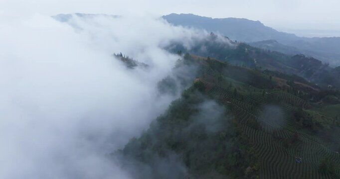 aerial view of mist floating above the spring tea field at Sichuan China