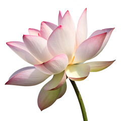 Fototapeta premium A beautiful pink lotus flower blooming on water isolated on white background
