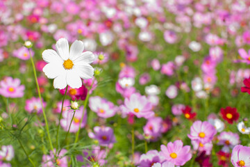 花畑の中の白いコスモス