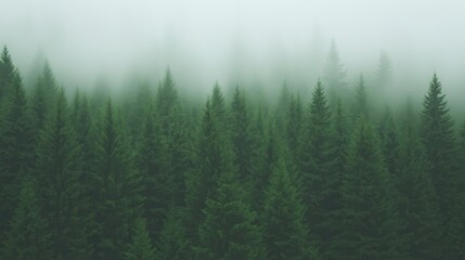 Fototapeta premium Misty forest canopy. Lush green trees shrouded in a soft, tranquil fog