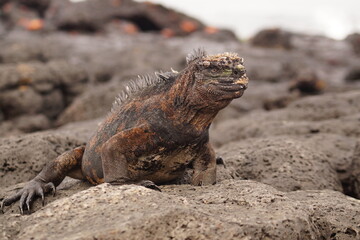 galapagos land iguana