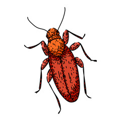 extermination cockroach sketch hand drawn vector