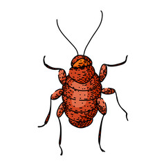pest cockroach sketch hand drawn vector