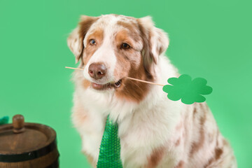 Australian Shepherd dog with paper clover on green background, closeup. St. Patrick's Day...