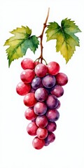 Fototapeta premium Juicy purple clusters of grapes