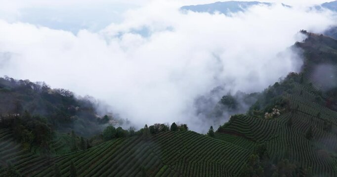 Aerial photography of the misty Sichuan tea mountains after rain