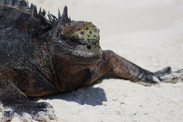 galapagos land iguana