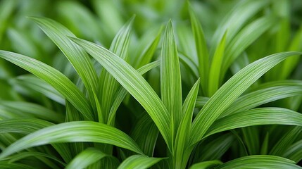 Obraz premium Lush Green Foliage Nature Background Texture