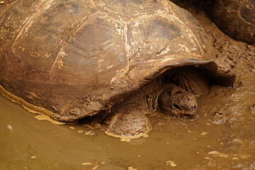 Turtle in the mud