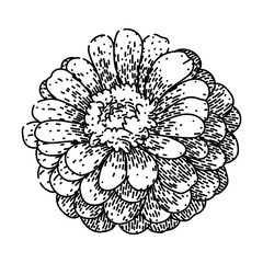 garden zinnia sketch hand drawn vector