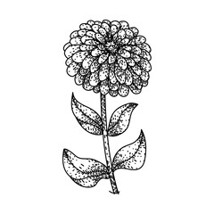 bloom zinnia sketch hand drawn vector